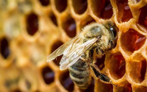 Штучний захист бджіл від кліща Varroa: результати дослідження | MIZEZ