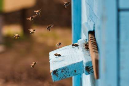 Пчелиный мор в Запорожской области набирает обороты
