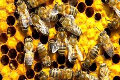 Українському прем’єр-міністру відправили листа щодо кроків протидії отруєнню бджіл