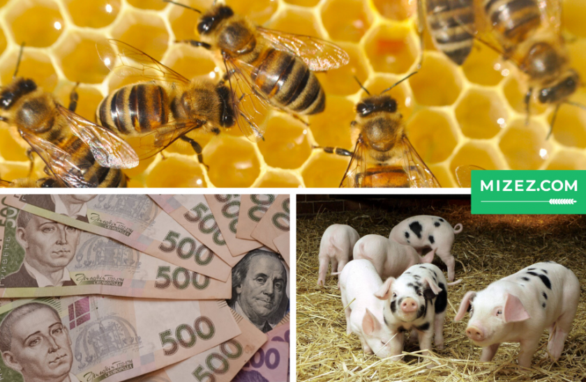 Увага! Держава виділить 1 мільярд на підтримку тваринництва і бджільництва