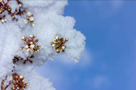 Как ФАО рекомендует защищать плодовые деревья от заморозков? | MIZEZ