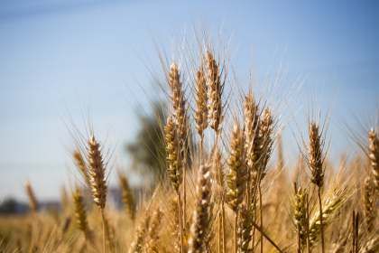 Украина подсчитывает убытки зерновых и бобовых