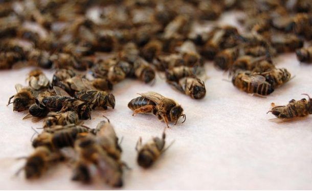 Чому бджолярі не можуть отримати компенсацію за втрачені бджолині сім’ї | MIZEZ