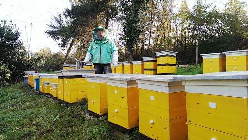 Дождались: пчеловоды получат государственную поддержку