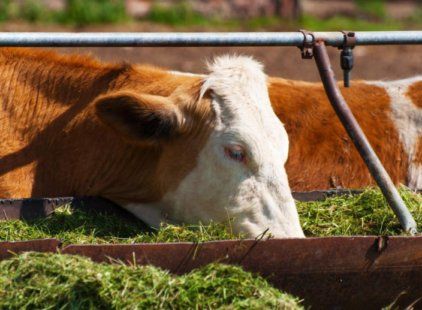 Правильное хранение корма для животных