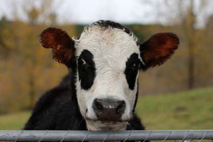 Комфортне утримання корів — запорука їхнього здоров’я та продуктивності