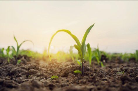 ак помочь кукурузе преодолеть температурный стресс? | MIZEZ
