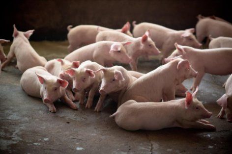 Эффективность пробиотиков в свиноводстве | MIZEZ