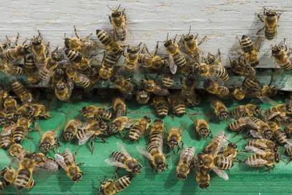 Установлена причина массовой гибели пчёл