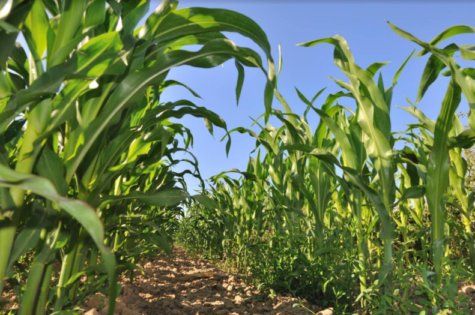 Які добрива вносити у посіви кукурудзи у червні? | MIZEZ