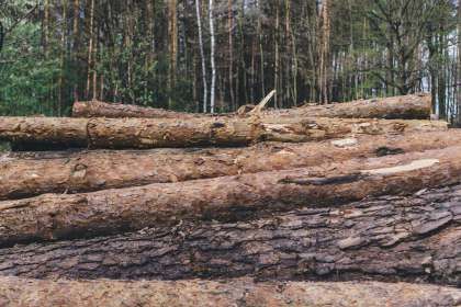 Правительство утвердит законопроект об ответственности за вырубку и реализацию древесины