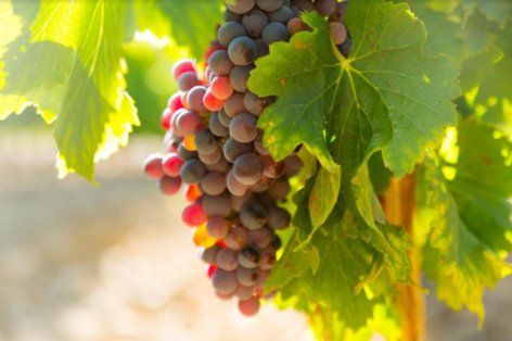 Виноградари и виноделы просят у власти поддержки | MIZEZ