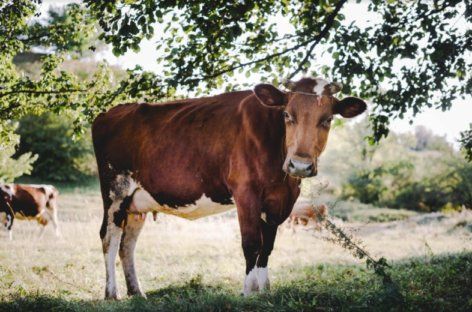 Тепловой стресс у коров: методы борьбы | MIZEZ
