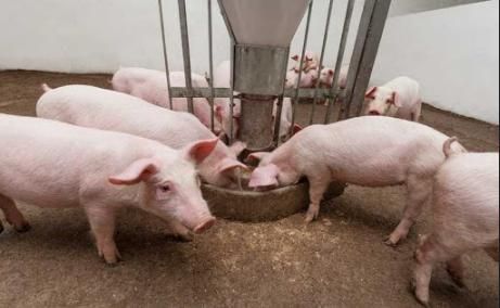 Виробники просять Мінекономіки спростити передачу прострочених продуктів на корми тваринникам | MIZEZ