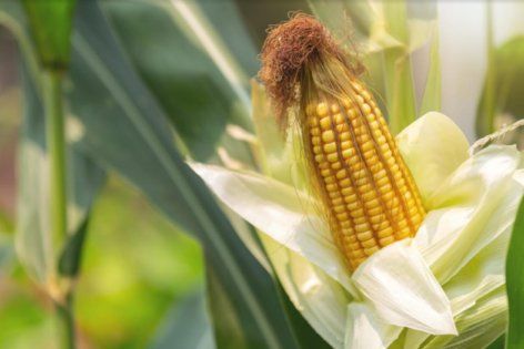 В Україні сформувалися оптимальні умови для кукурудзи | MIZEZ