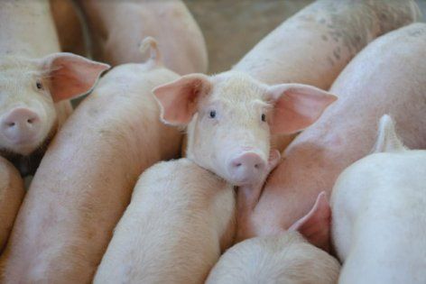 Есть ли предпосылки для восстановления цен на свиней? | MIZEZ