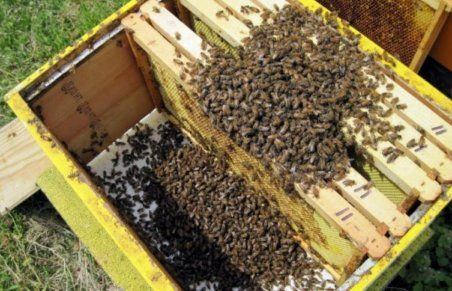 «Лише 30% бджолосімей загинуло від отруєння пестицидами», — експерт | MIZEZ