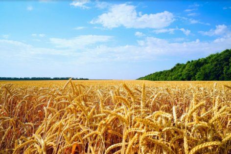 Почему украинская пшеница на экспорт подорожала? | MIZEZ