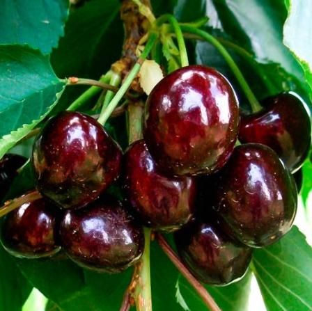 Мелітопольська черешня стане першою ягодою з зареєстрованим географічним зазначенням | MIZEZ