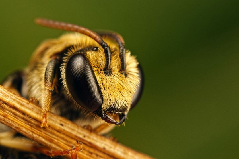 Пчёлы массово гибнут вовсе не СЗР