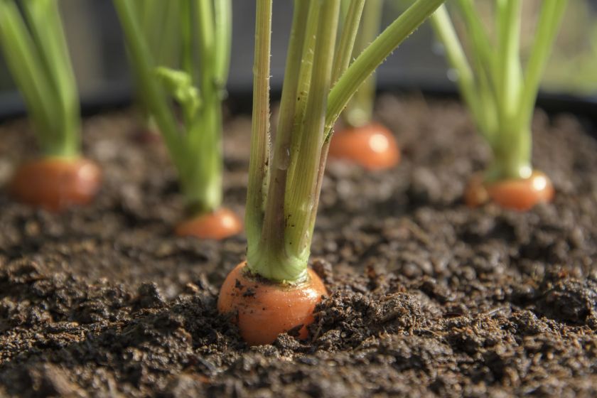 «Те, що навіть рання морква постраждала від заморозків — нонсенс», — аналітики