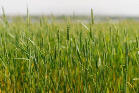 Стан зернових на початок червня | MIZEZ