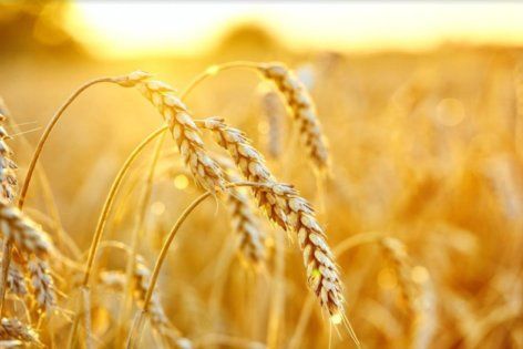 В южной части Степи потеря зерновых может достичь 50% | MIZEZ