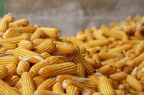 Стоимость кукурузы в этом сезоне не будет высокой | MIZEZ