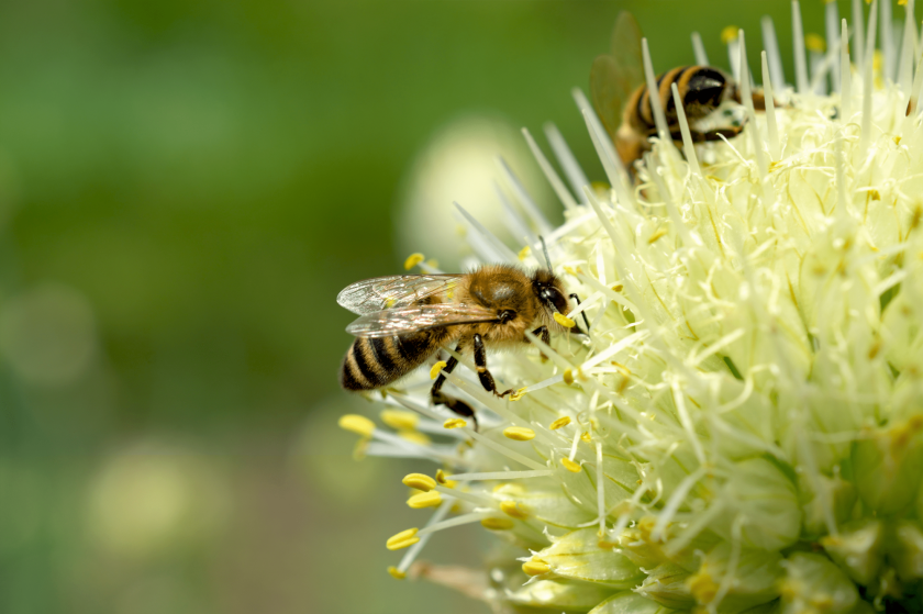 Как защитить насекомых-опылителей?