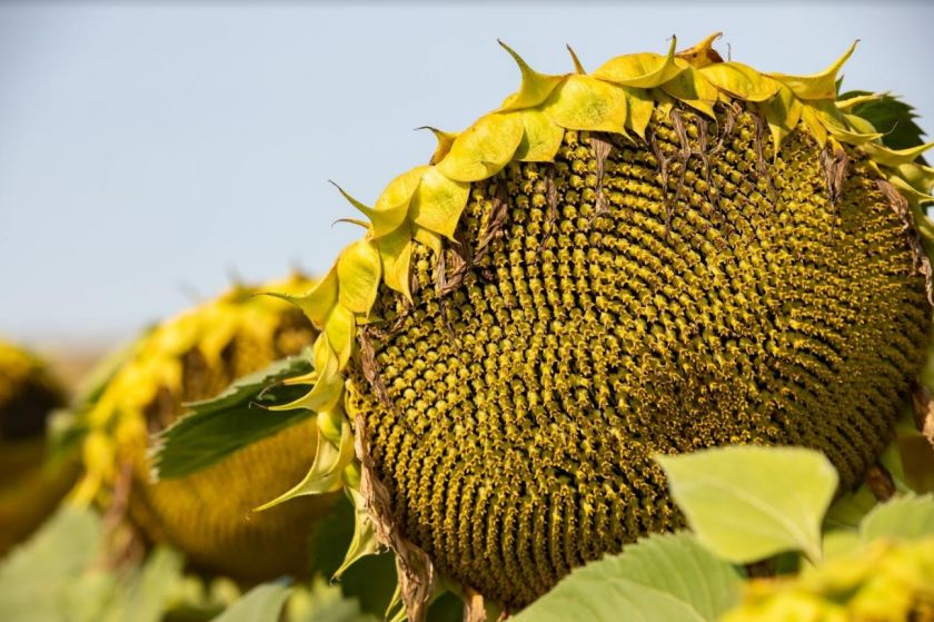 Секрет повноцінного живлення соняшнику від експертів | MIZEZ