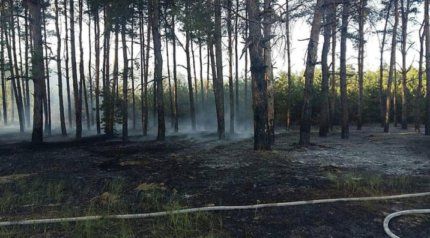 Планується проведення реновації лісосмуг на Півдні України | MIZEZ