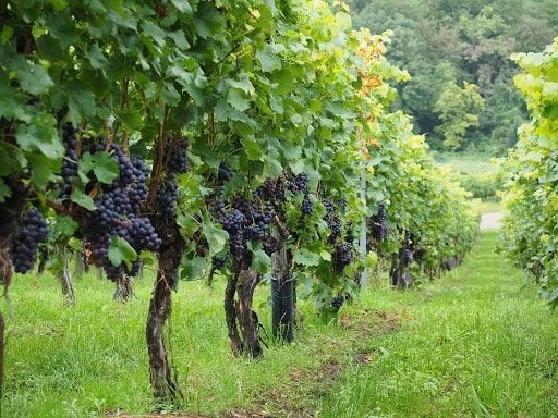 “Виноградарі Миколаївщини отримають урожай на рівні торішнього”, — експерт | MIZEZ