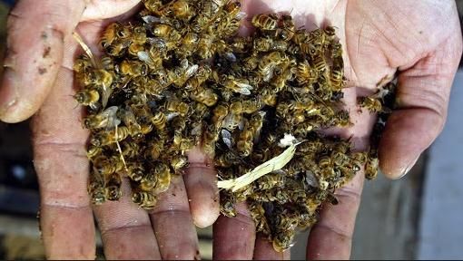 Уряд планує ввести кримінальну відповідальність за знищення бджіл | MIZEZ