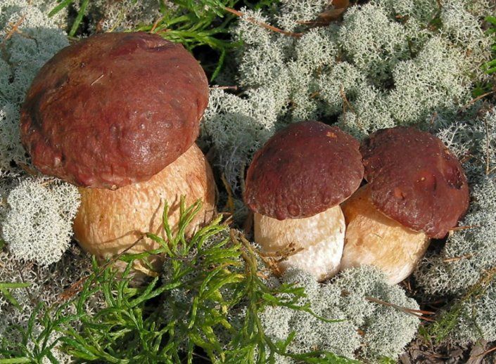 Влада встановила ліміти для заготівлі лісових ягід і грибів | MIZEZ