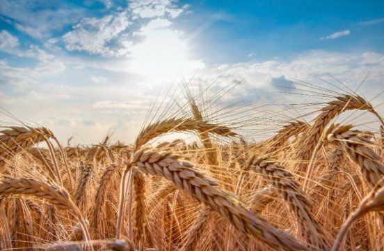 Начат сбор ранних зерновых: Запорожская область | MIZEZ