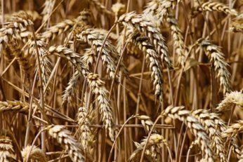 Украина может вдвое увеличить урожайность пшеницы - эксперт | MIZEZ