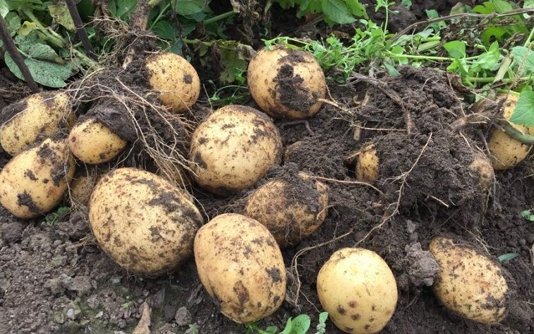 Зміни клімату негативно вплинуть на вирощування картоплі