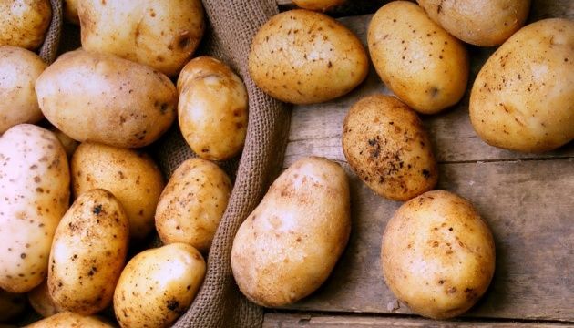 Як прискорити стиглість картоплі: шотландські вчені відкрили секрет