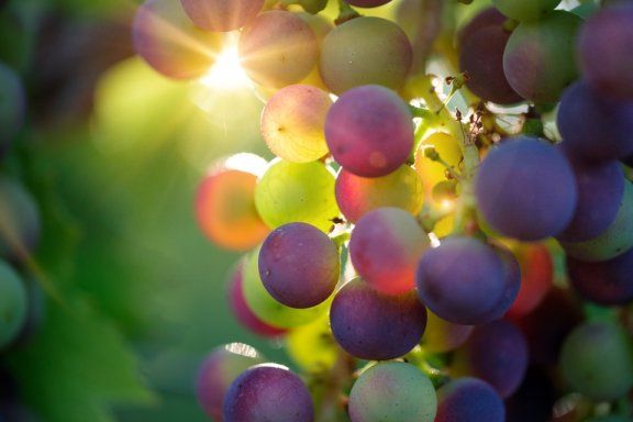 Професійне свято для виробників вина та виноградарів | MIZEZ