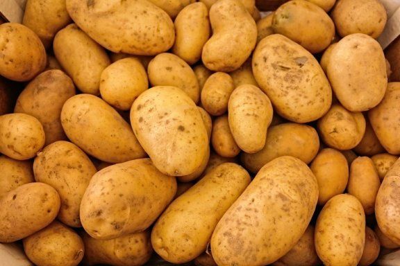 Заражену картоплю з Єгипту знайшли на Миколаївщині | MIZEZ