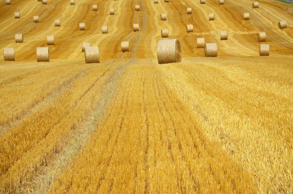 Цены на пшеницу падают из-за активной уборки урожая | MIZEZ