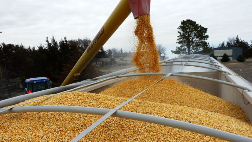 Мировой рынок пшеницы: вырастут ли цены?