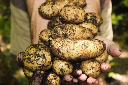 Ситуація на ринку картоплі в Україні