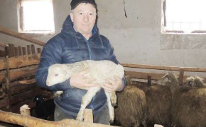 Вівці нової породи виведені карпатським фермером