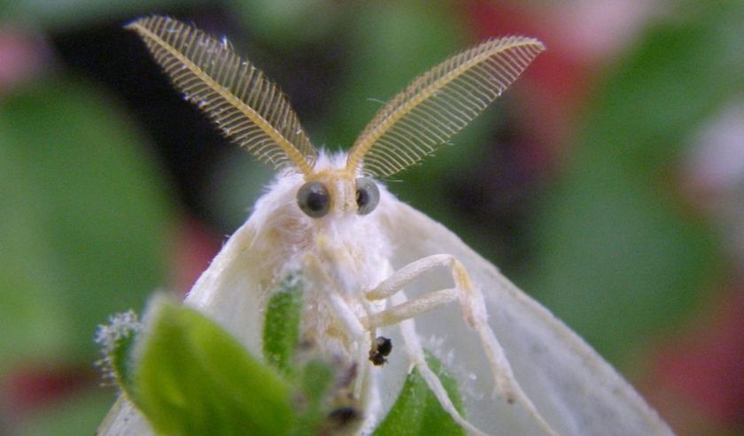 Американская белая бабочка-вредитель распространилась в Хмельницке