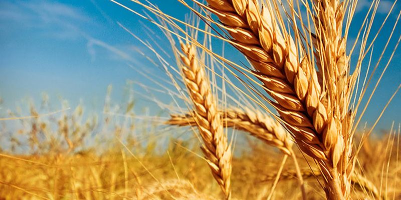 Чи можна сіяти пшеницю після пшениці?