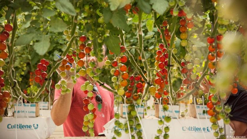 В ОАЕ навчилися вирощувати овочі та фрукти без грунту та води: у чому секрет?