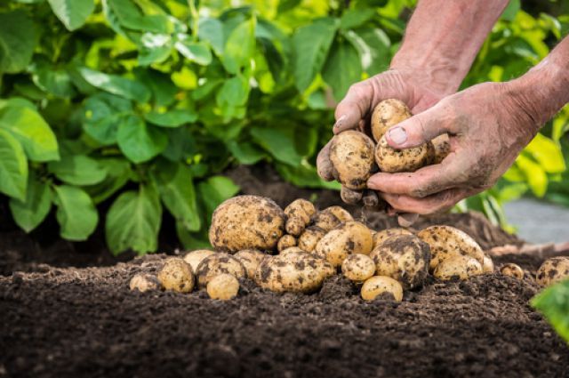 Цены на картофель: актуальная ситуация и прогнозы экспертов