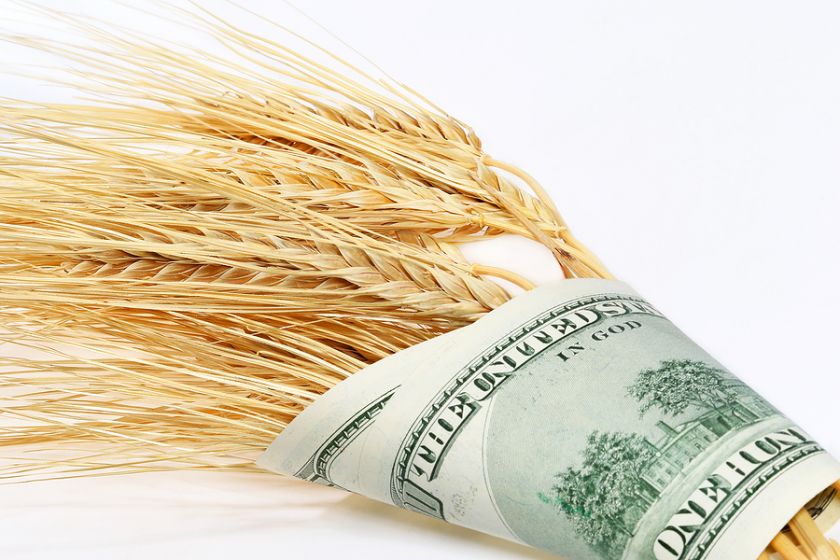 Актуальна ситуація: зниження закупівельних цін на українську пшеницю