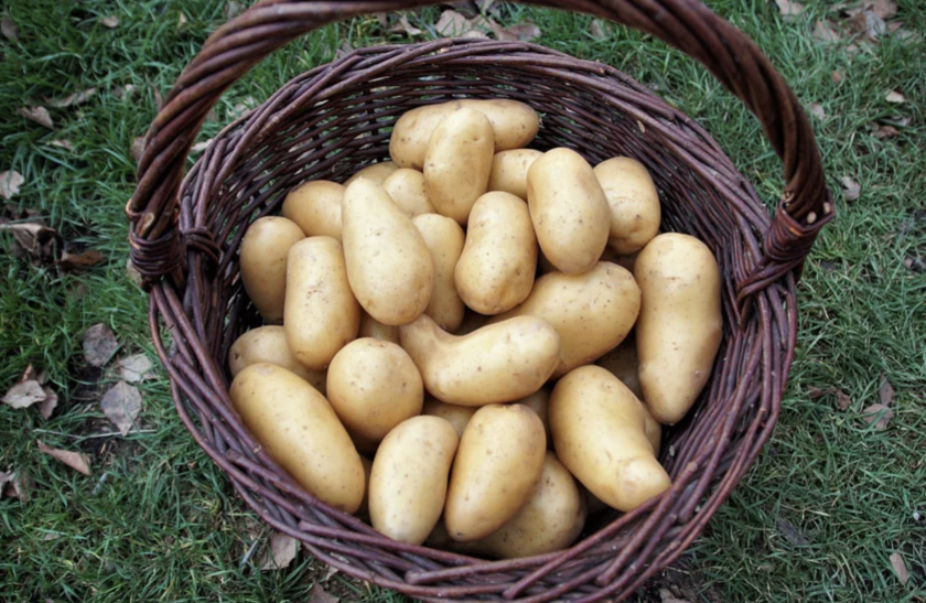 Цена на картофель в Украине: актуальная информация
